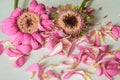 withered gerbera flowers. The petals have flown around, lie nearby. Pink gerbera on a light background. Horizontal photo Royalty Free Stock Photo