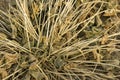 Withered grass Royalty Free Stock Photo