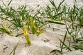 withered grass sprouted from the sand. Royalty Free Stock Photo