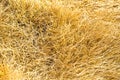 Withered grass Royalty Free Stock Photo