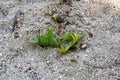 Withered green leaf on sand Royalty Free Stock Photo