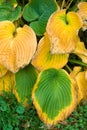 Withered Hosta leaves in autumn colors