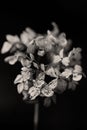 Withered hydrangea flower keeps its beautiful shape