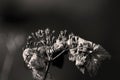 Withered hydrangea flower keeps its beautiful shape Royalty Free Stock Photo