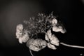 Withered hydrangea flower keeps its beautiful shape