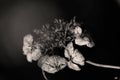 Withered hydrangea flower keeps its beautiful shape Royalty Free Stock Photo