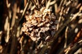 Withered Hydrangea or Hortensia garden shrub with bunch of completely dry flowers with pointy petals in local home garden