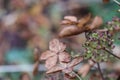 Withered hydrangea paniculata flowers closeup over purple blurred background. Royalty Free Stock Photo