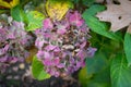 Withered hydrangea