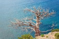 Withered juniper tree on sea background Royalty Free Stock Photo