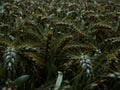 A Withered Landscape Wheat Field Suffers from Devastating Drought and Rotting Grain Highlighting the Impacts of Climate Royalty Free Stock Photo