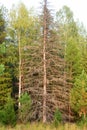 Withered large larch in the taiga among fluffy trees