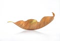 Withered leaf Royalty Free Stock Photo