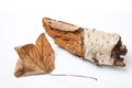 A withered leaf beside som tree Royalty Free Stock Photo