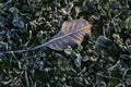 Withered leaf on green grass under morning frost