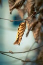 Withered leaf ready for the spring