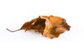 Withered leaves.