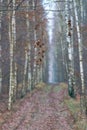 Withered leaves and alley in a birch forest