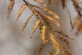 Withered leaves being bathed sunlight