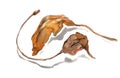 Withered leaves botanical watercolor sketch, brown and yellow autumn leaf