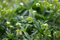 Withered Lenten Rose (Helleborus orientalis)