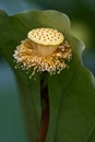 The withered lotus flower Royalty Free Stock Photo