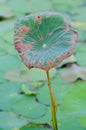 A Withered Lotus Leaf Royalty Free Stock Photo