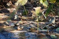 Withered lotus leaves in autumn pond Royalty Free Stock Photo