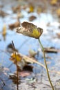 Withered lotus leaves in autumn pond Royalty Free Stock Photo