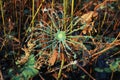 The withered lotus leaves Royalty Free Stock Photo