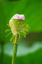 Withered lotus petal Royalty Free Stock Photo