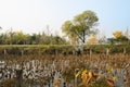 Withered lotus in pond on sunny winter day Royalty Free Stock Photo