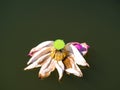 Withered Lotus in the swamp Royalty Free Stock Photo