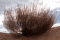 Withered lush bush of steppe plant growing on sandy hill Royalty Free Stock Photo