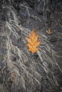 Withered maple leaf on wet ground after rain, natural background Royalty Free Stock Photo