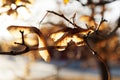 Withered maple noses in backlight in late autumn Royalty Free Stock Photo