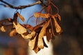 Withered maple noses that have turned brown Royalty Free Stock Photo