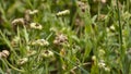 Withered marigold flowers, forming future seeds as a good companion in the vegetable garden Royalty Free Stock Photo