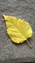 Withered mulberry leaf on the stone Royalty Free Stock Photo