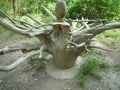 withered natural tree sculpture 1