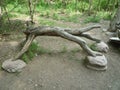 withered natural tree sculpture