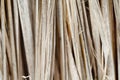 Withered nipa palm Royalty Free Stock Photo