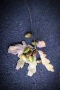 Withered oak branch and few unripe acorns lying on the asphalt