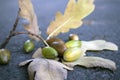 Withered oak branch and few unripe acorns lying on the asphalt