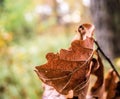 Withered oak leaf in autumn against very fuzzy background Royalty Free Stock Photo