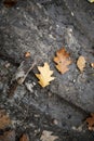 Withered oak leaves and acorns on wet ground after rain, natural background Royalty Free Stock Photo