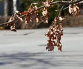 Withered oak leaves Royalty Free Stock Photo