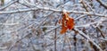 Withered oak leaves on a snow-covered tree branch in the winter forest, winter background Royalty Free Stock Photo