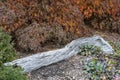 Withered old log lying beside Japanese Maple tree Royalty Free Stock Photo