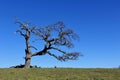 Withered Old Oak Tree Stands Alone